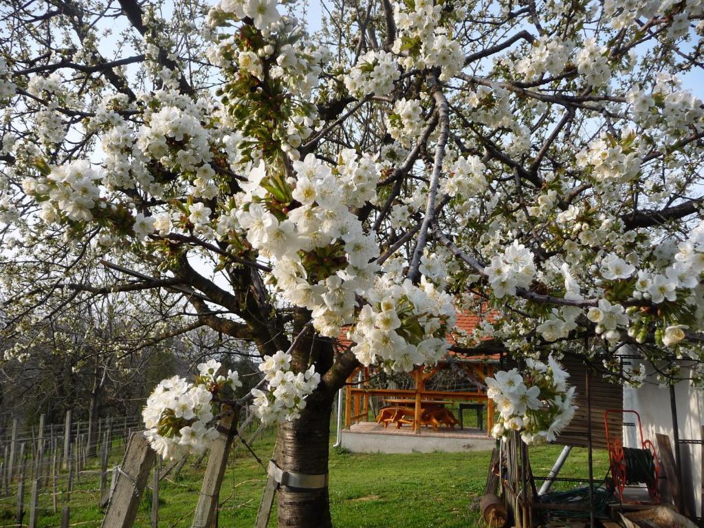 Foerhenc Wine House & Guesthouses I-Ii-Iii 나지카니자 외부 사진