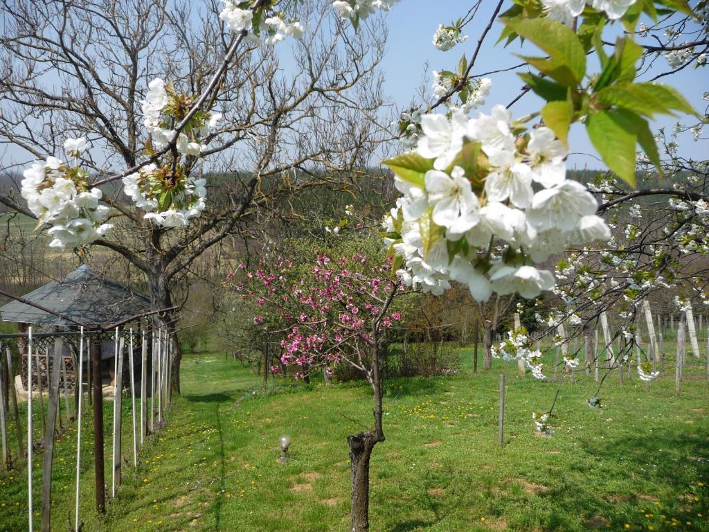 Foerhenc Wine House & Guesthouses I-Ii-Iii 나지카니자 외부 사진